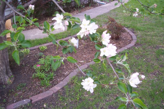 appleblossoms.jpg