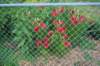asiaticlilies_small.jpg