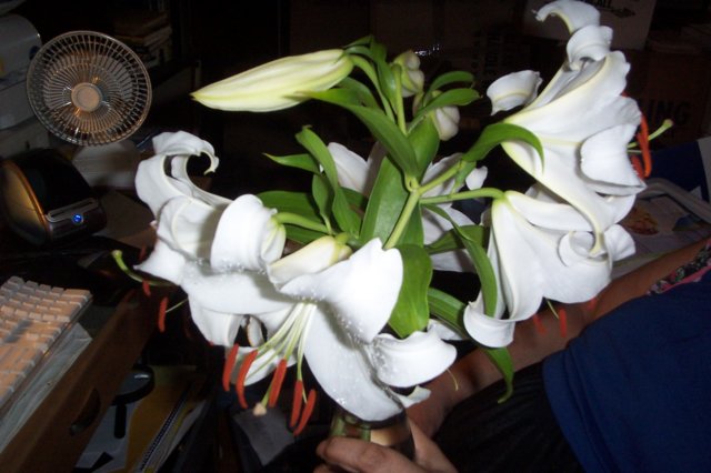 closeoutlilies.jpg