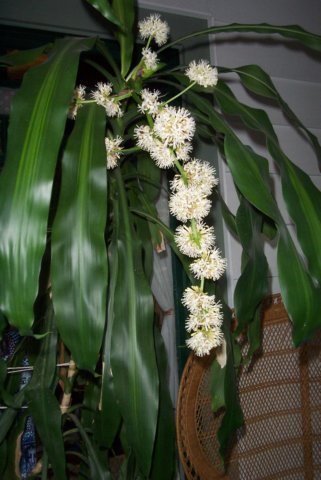dracaenainflower.jpg
