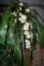 dracaenainflower_small.jpg