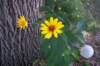 helianthusprairiesunset_small.jpg