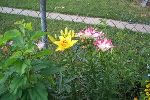 lilies.jpg