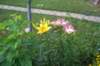 lilies_small.jpg