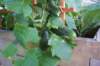 momscucumbers_small.jpg