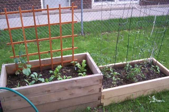 momsraisedveggiebeds2.jpg