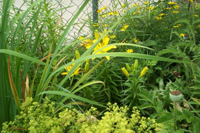 monthersdaylilies.jpg