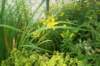 monthersdaylilies_small.jpg