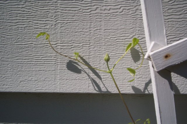 multiblueclematis3.jpg