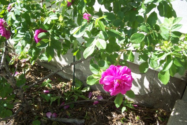 oldfashionedrose2.jpg