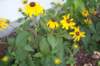 rudbeckia_small.jpg