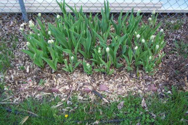 tulips.jpg
