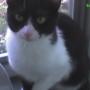 Kitty