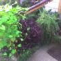 The rail garden.