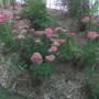 Sedum