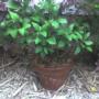 Miniture lemon tree.