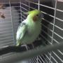 Freddie Bird