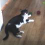 Kitty