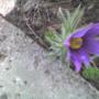 Pasque flower