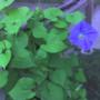 Our first Morning Glory!