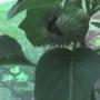 Dantura seed pod opened.