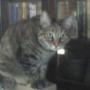 Missy