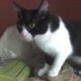 Kitty