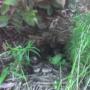Mushrooms growing in the garden.