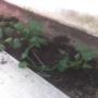 Newly planted hostas.
