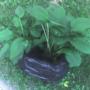 Waiting hostas.