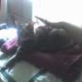 Missy let's Mom pet her one time.