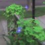 Morning Glories