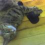 Missy and my socks.