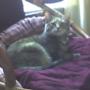 Missy enjoys the new cat chair cover.