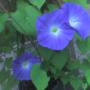 More morning glories today.