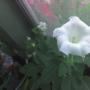 Nice photo of moon flower.