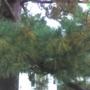 The large White Pine gets ready for Winter