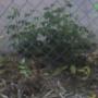 The rose bush making a come back!