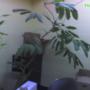 Shefflera office plant