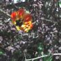 More "mystery" tulips