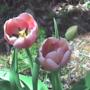 The "mystery" tulips in bloom