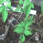 It really might be my Clematis!!