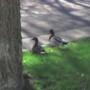 Mallards!