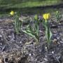 Monsella Tulips Survive!