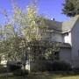 Apple tree in bloom!