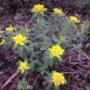 Stange flowers