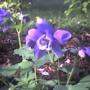 Colembine flowers