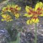 Monsella tulips
