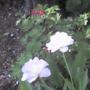 White tulips, another gift from the squirels
