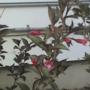 Weigela Bush Is Flowering